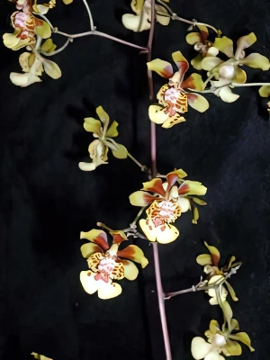 Bild von Oncidium robustissimum 2